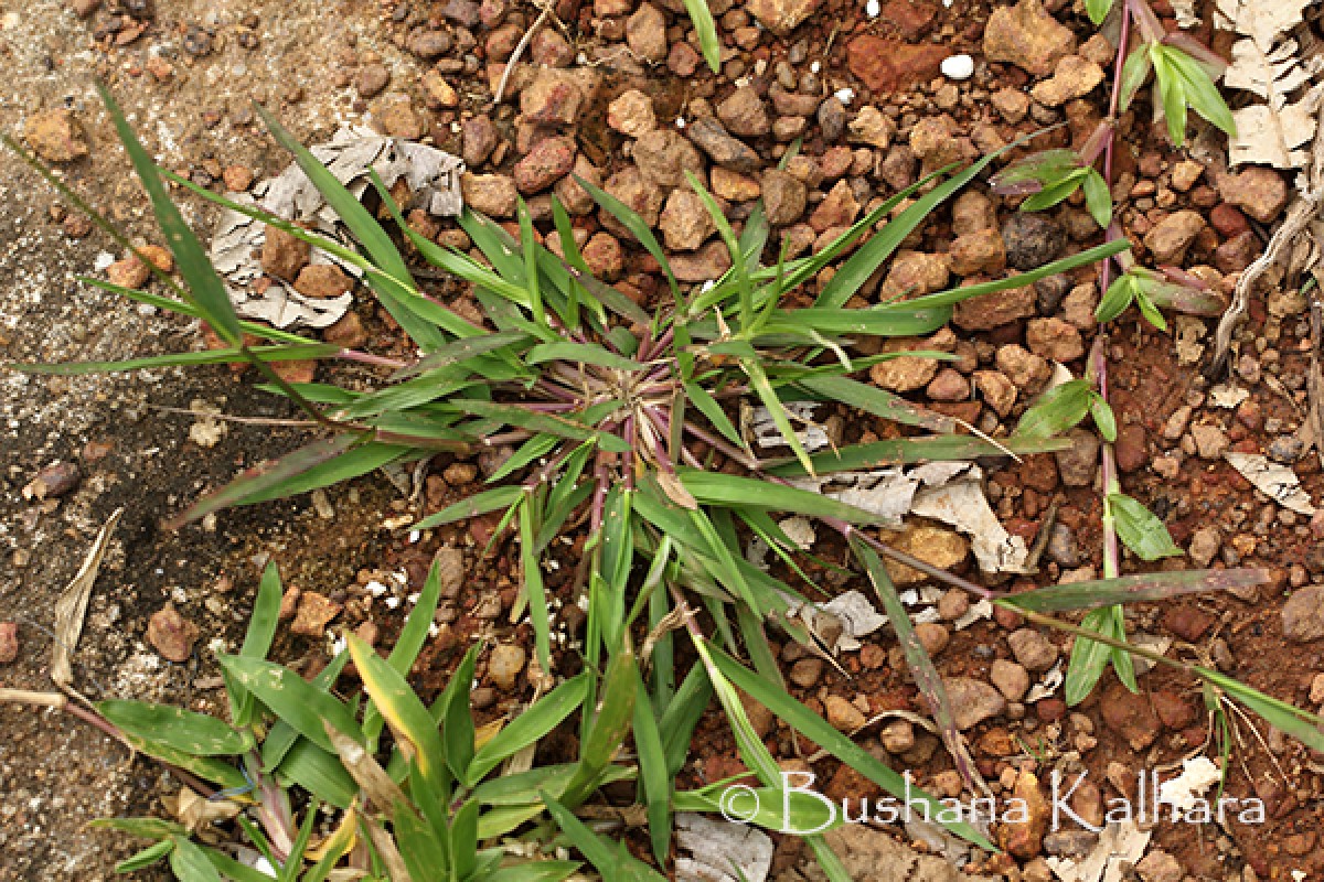 Eragrostis unioloides (Retz.) Nees ex Steud.